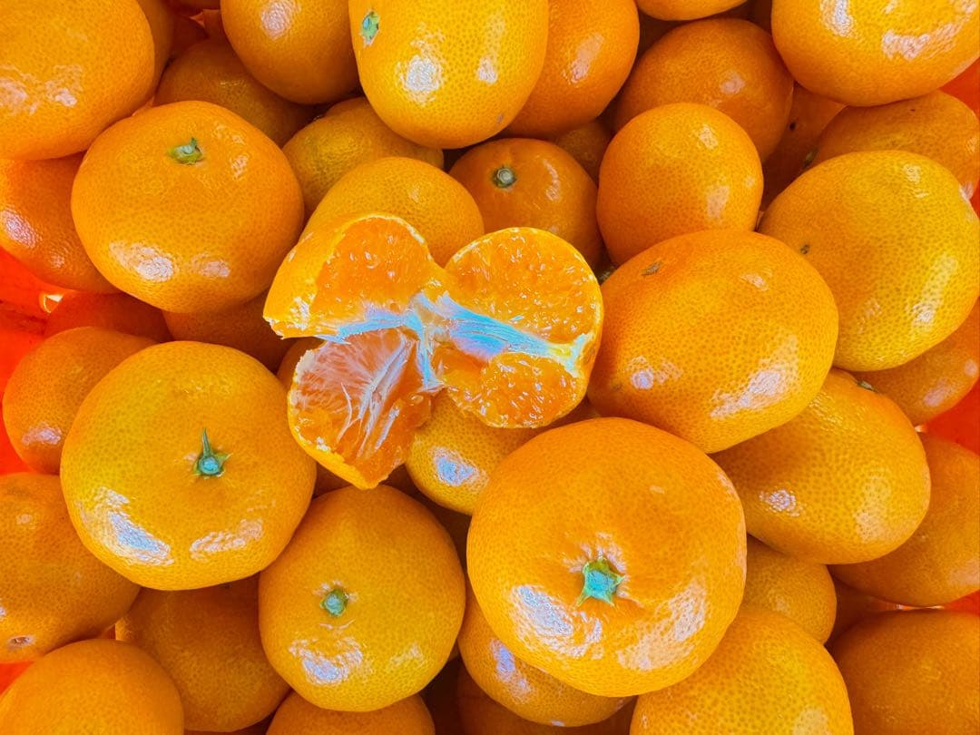 専用出品　プーリン様　10kg