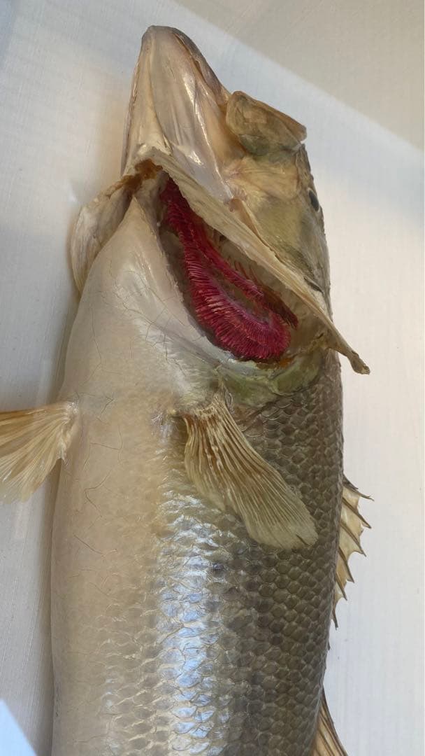 ブラックバス　剥製　剥製工房フィッシュワールド