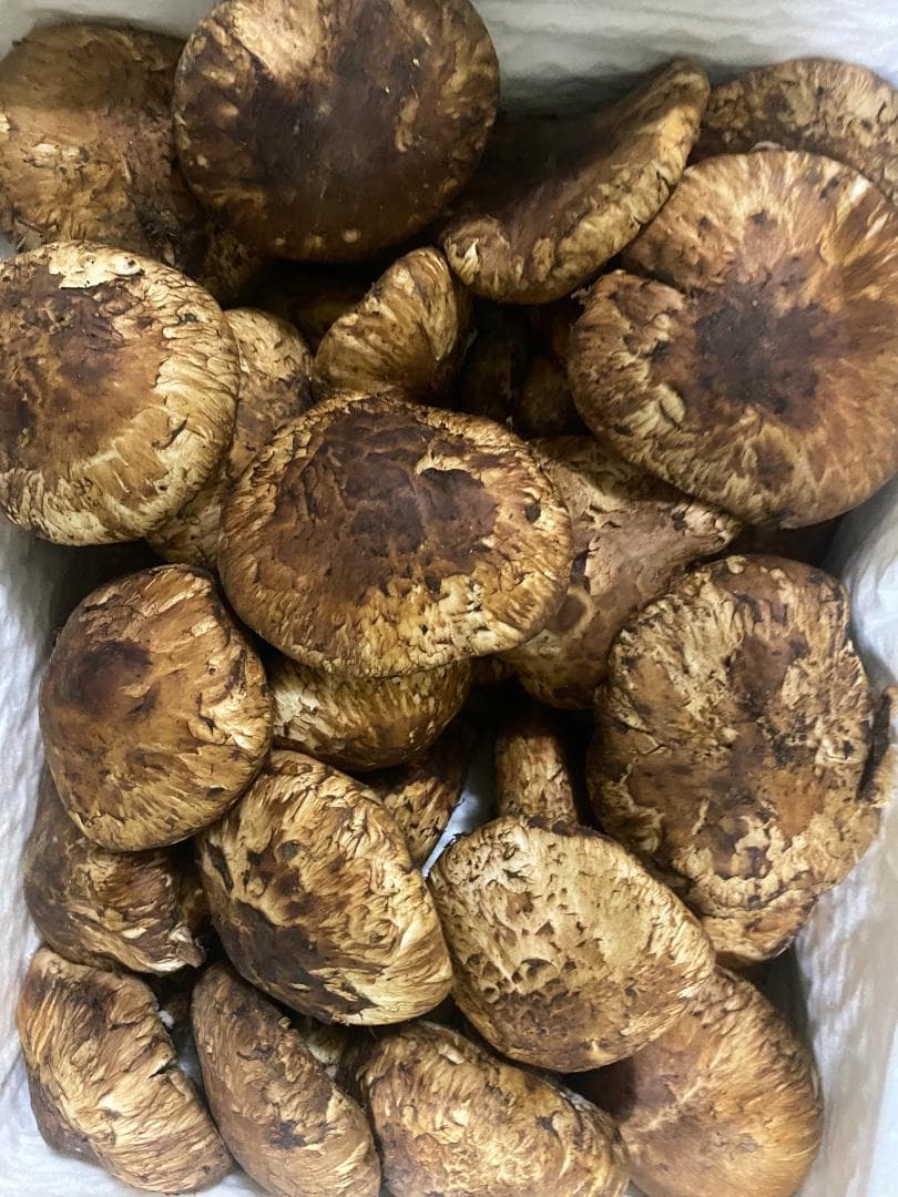 天までとどけ・フレッシュ松茸4ｋｇ