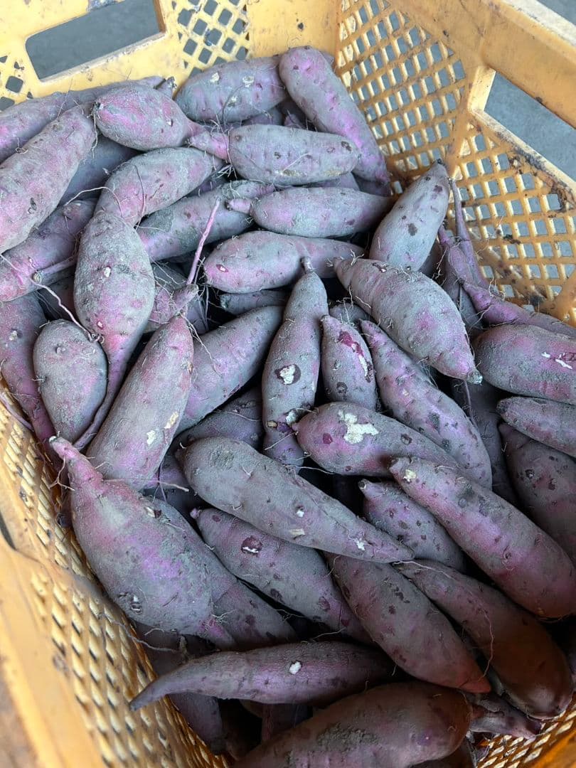 茨城県産 べにはるか 箱込み5kg 規格外