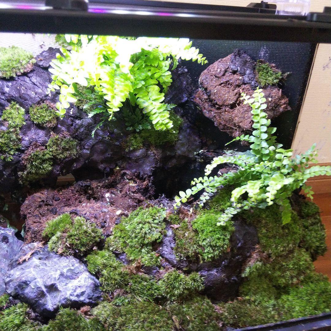 【受注生産】滝のあるアクアテラリウム　イモリウム　苔テラリウム　アクアテラリウム
