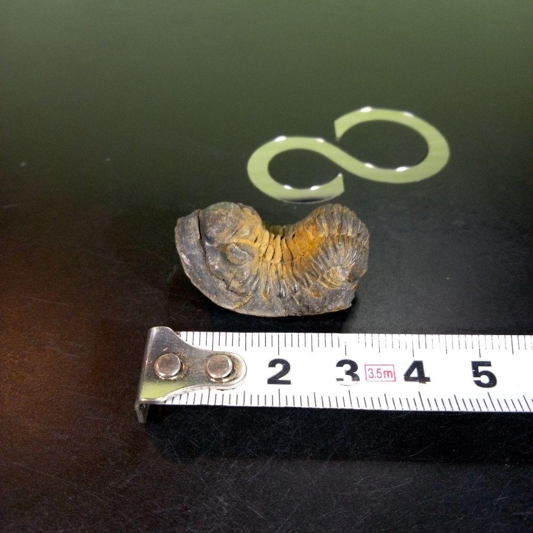 三葉虫　化石　fossil　海　ボリビア産　trilobite　海生動物分類①