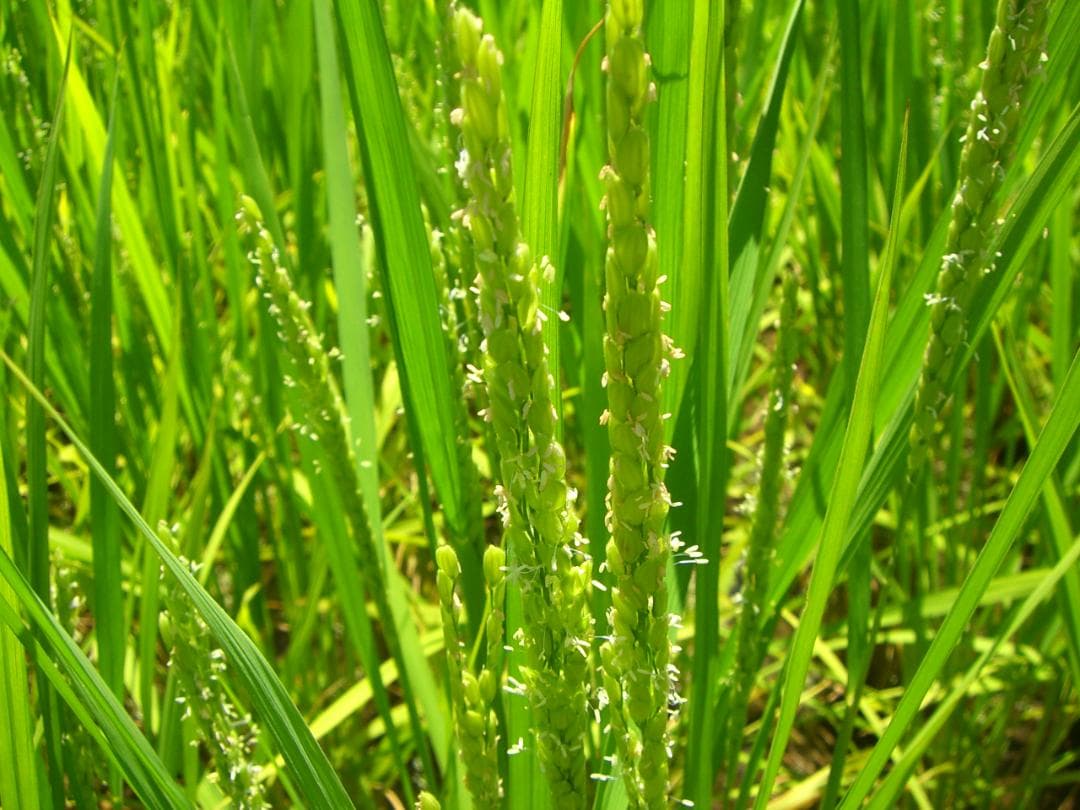 R７年産.★ひろしまの米い～ね！★ヒノヒカリ10kg（精米後9㎏）