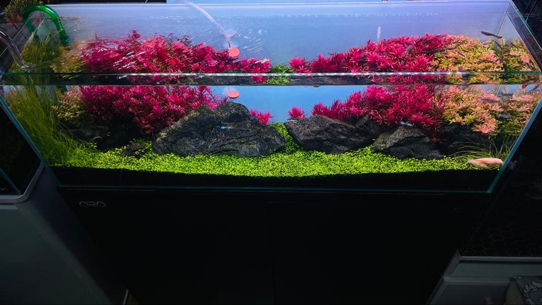 レイアウト組み立て済み美しい水槽セット