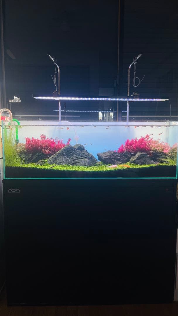 レイアウト組み立て済み美しい水槽セット