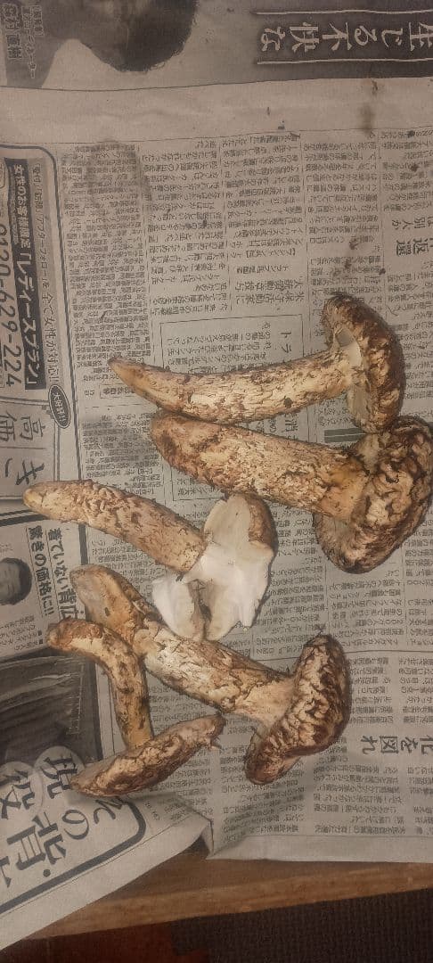 松茸 　400㌘　岐阜県産