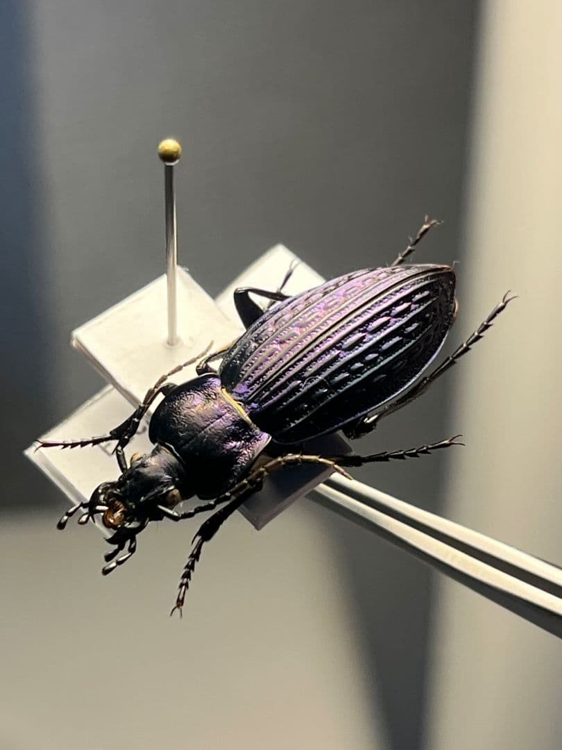 【30mm】Eucarabus ulrichi オサムシ カブリモドキ標本