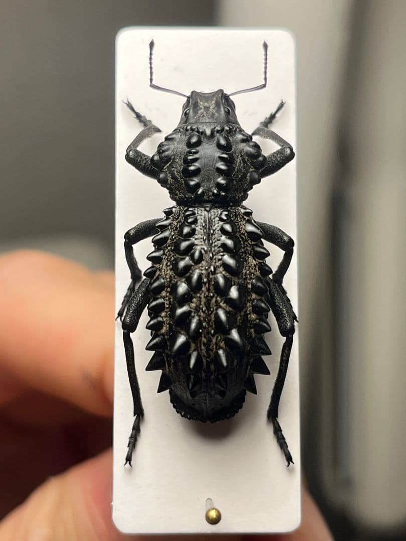 【属内最高峰】トゲトゲヘンテコゾウムシ Gagatophorus 標本甲虫