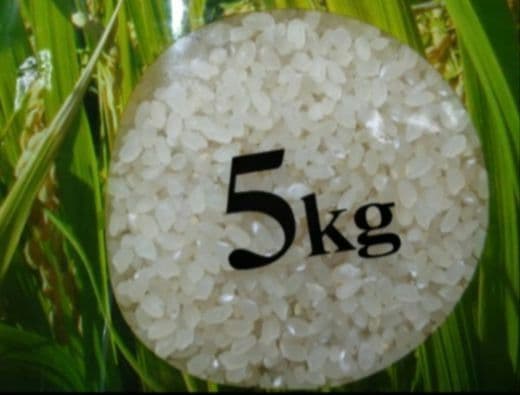 青森県産　まっしぐら 5kg　はれわたり 2kg【令和8年2月上旬精米】