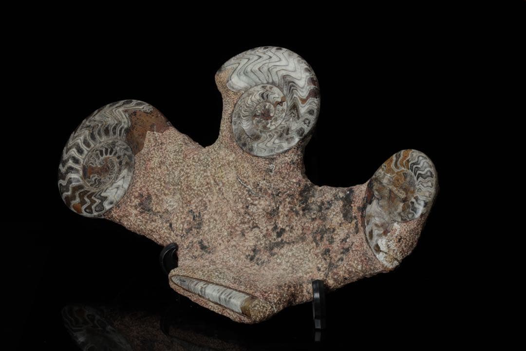 特大標本 アンモナイト&オルソセラス 化石プレート10.6kg 直角貝 鑑賞石