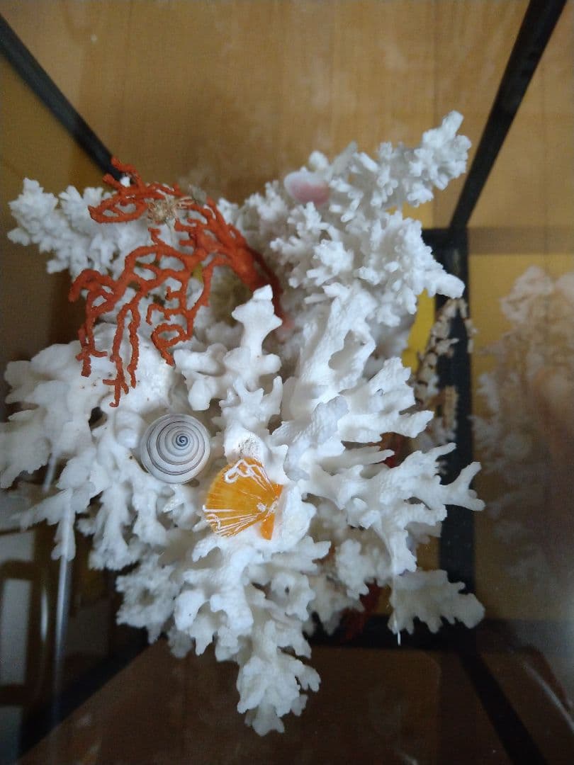 南海の高級珊瑚✨