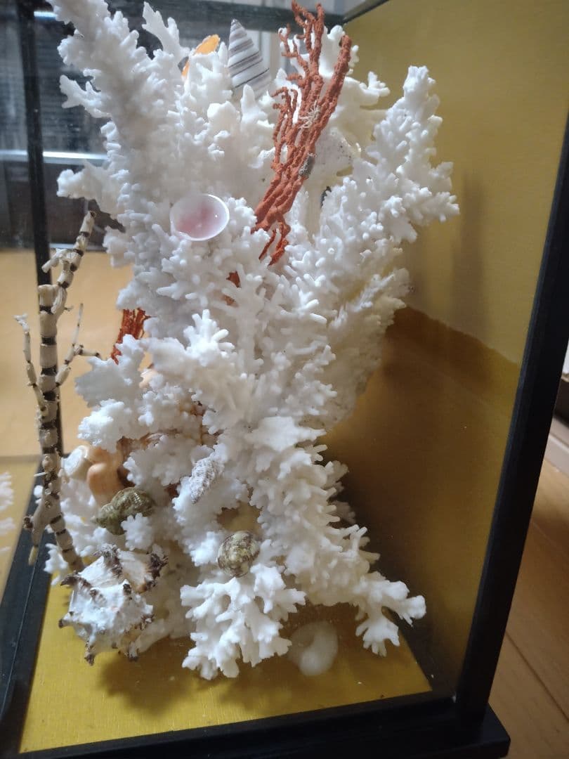 南海の高級珊瑚✨