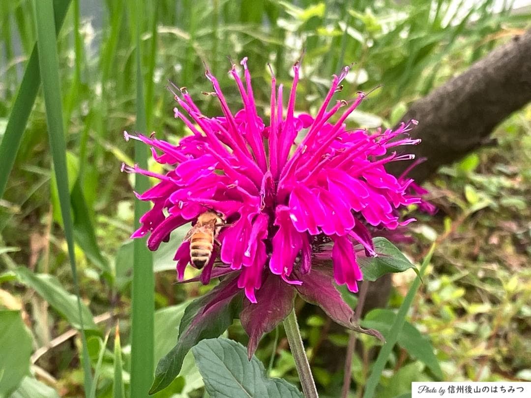 国産蜂蜜 アカシア 百花 1000g 各１本 長野県産 セイヨウミツバチ