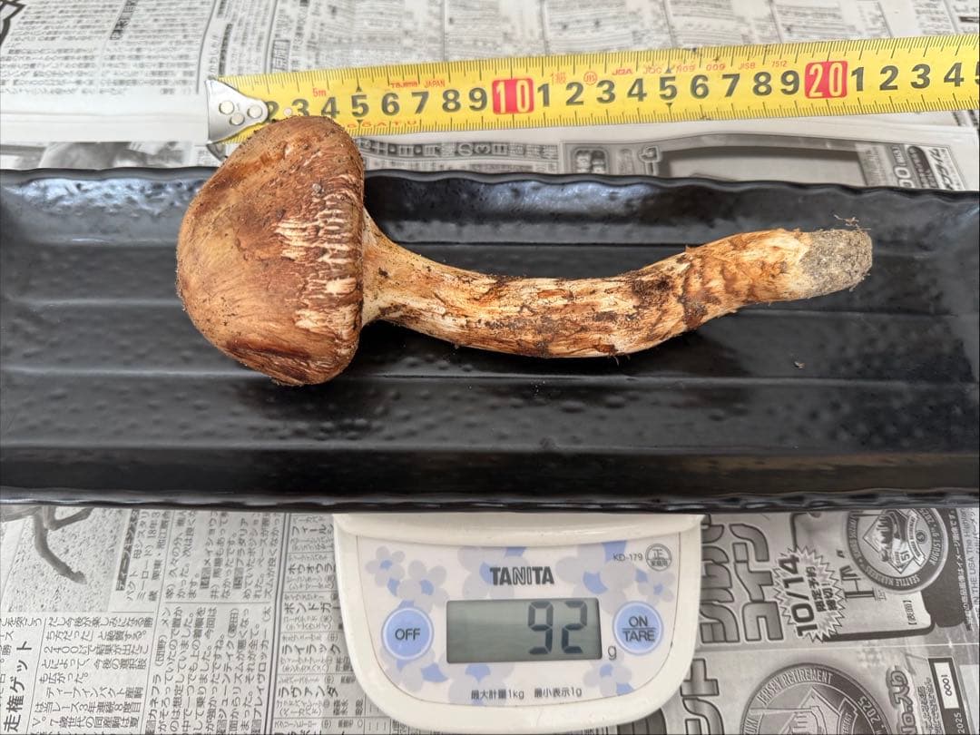 松茸　北海道　800g 訳あり 国産