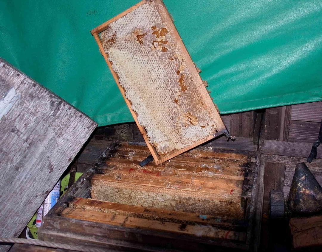 リピーター多数　国産百花蜜 梅酒瓶入り　おまけ付き　生産者価格で大放出