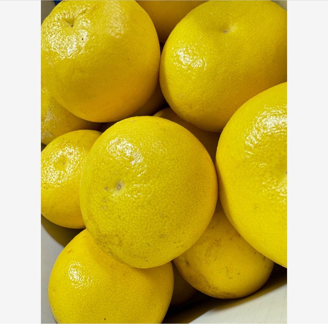 27高知特産 露地栽培 土佐文旦 3L4L文旦 約20kg 大玉 サイズ