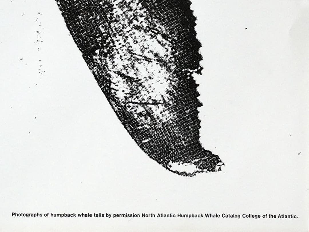 コム・デ・ギャルソン 　クジラ ブリーチング 特大ポスター