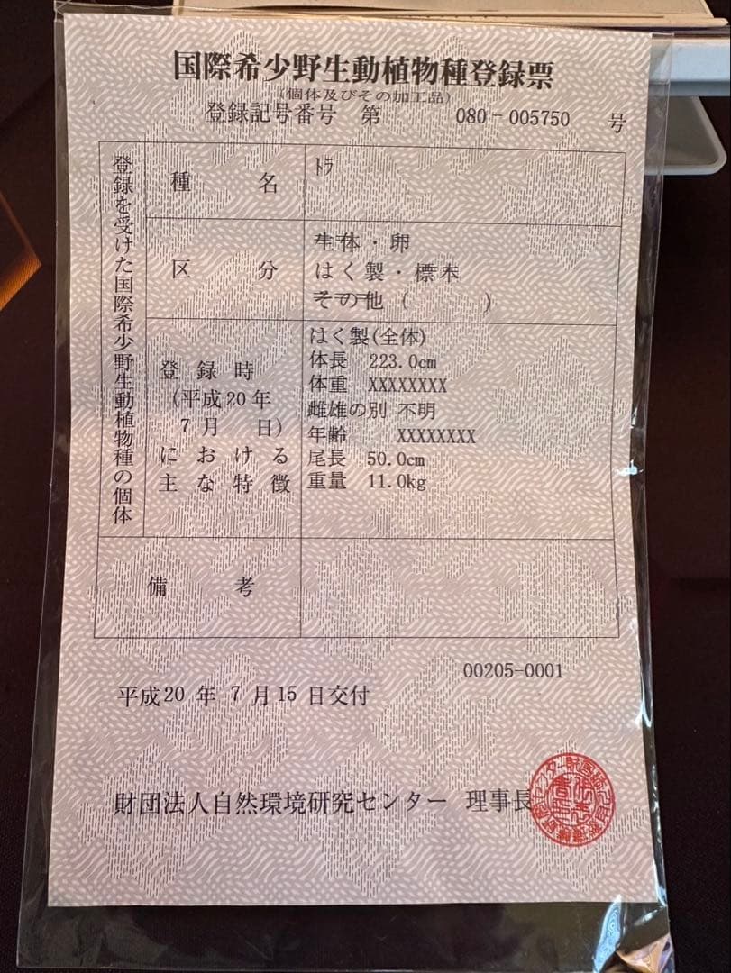 虎 剥製　国際希少野生動植物種登録票付き