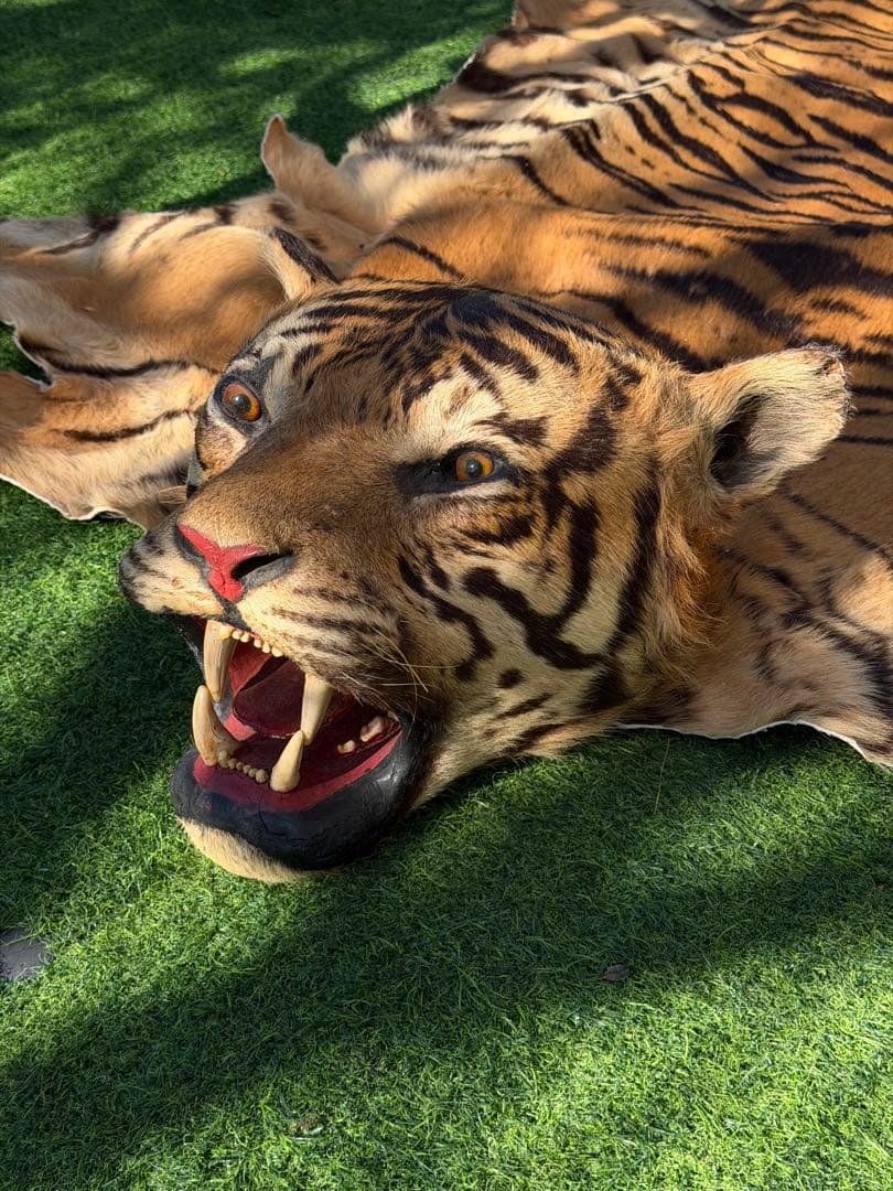 虎 剥製　国際希少野生動植物種登録票付き