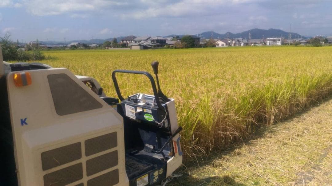 令和７年度兵庫県産 きぬむすめ 玄米30kg※精米可 本州・四国・九州は送料無料