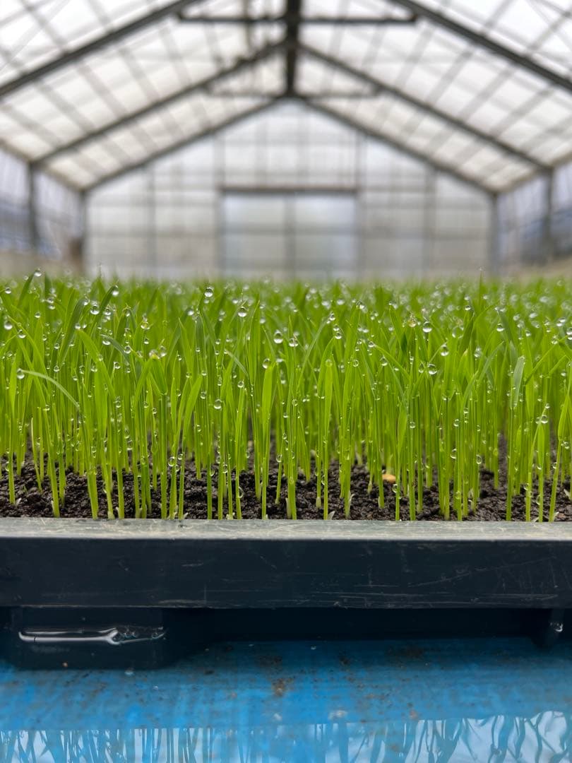 【令和7年産】【一等米】新潟県産従来品種コシヒカリ精米(白米)10kg B③