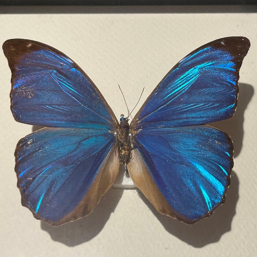 モルフォチョウ　大型個体　標本