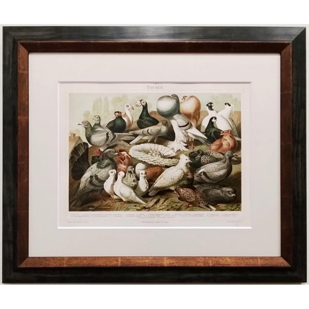 ハトの図版　アンティーク版画　マイヤー百科事典　ドイツ　リトグラフ　鳩　額付