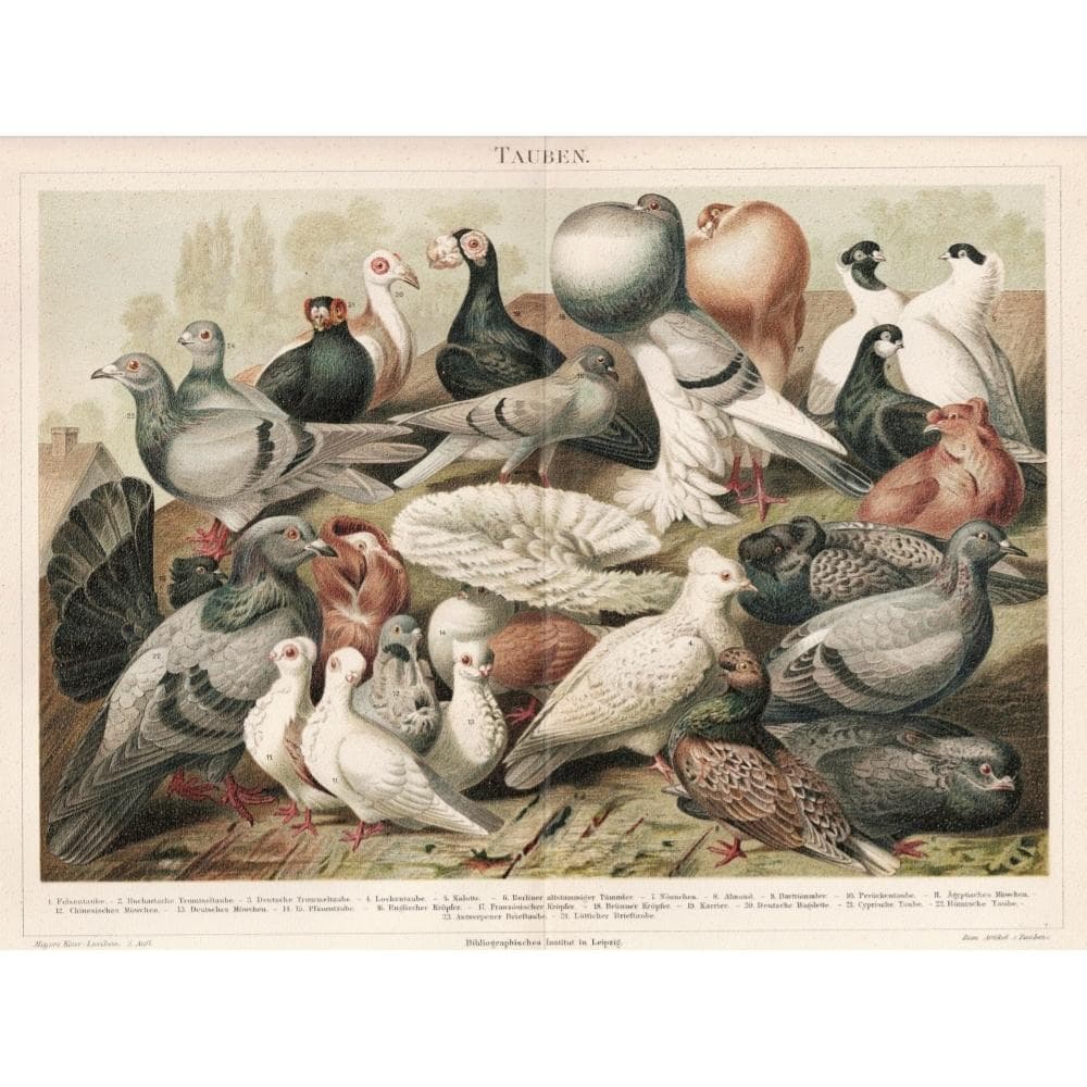 ハトの図版　アンティーク版画　マイヤー百科事典　ドイツ　リトグラフ　鳩　額付