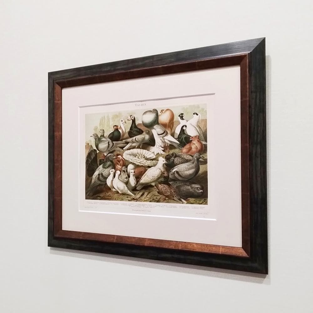 ハトの図版　アンティーク版画　マイヤー百科事典　ドイツ　リトグラフ　鳩　額付