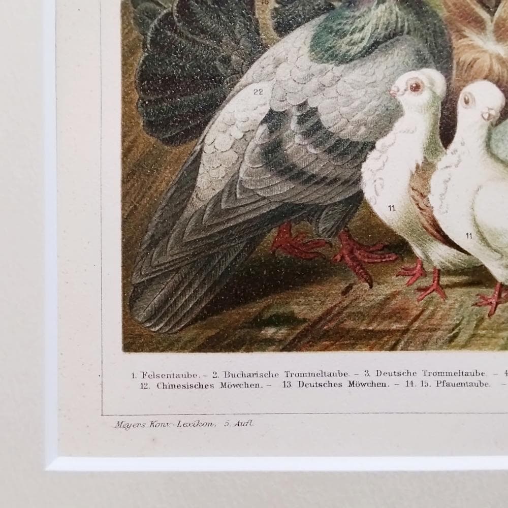 ハトの図版　アンティーク版画　マイヤー百科事典　ドイツ　リトグラフ　鳩　額付