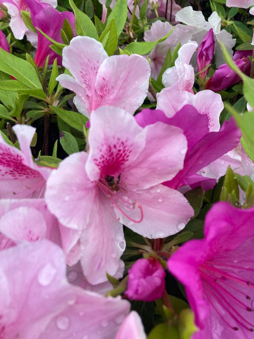 onemu77 ニホンミツバチ　生ハチミツ　日本蜜蜂　1120g