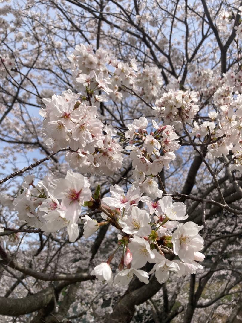 onemu77 ニホンミツバチ　生ハチミツ　日本蜜蜂　1120g