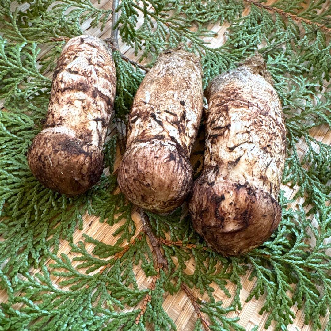 長野県南信州産‼️松茸 大小　3本セット 144g 10/24朝採れ