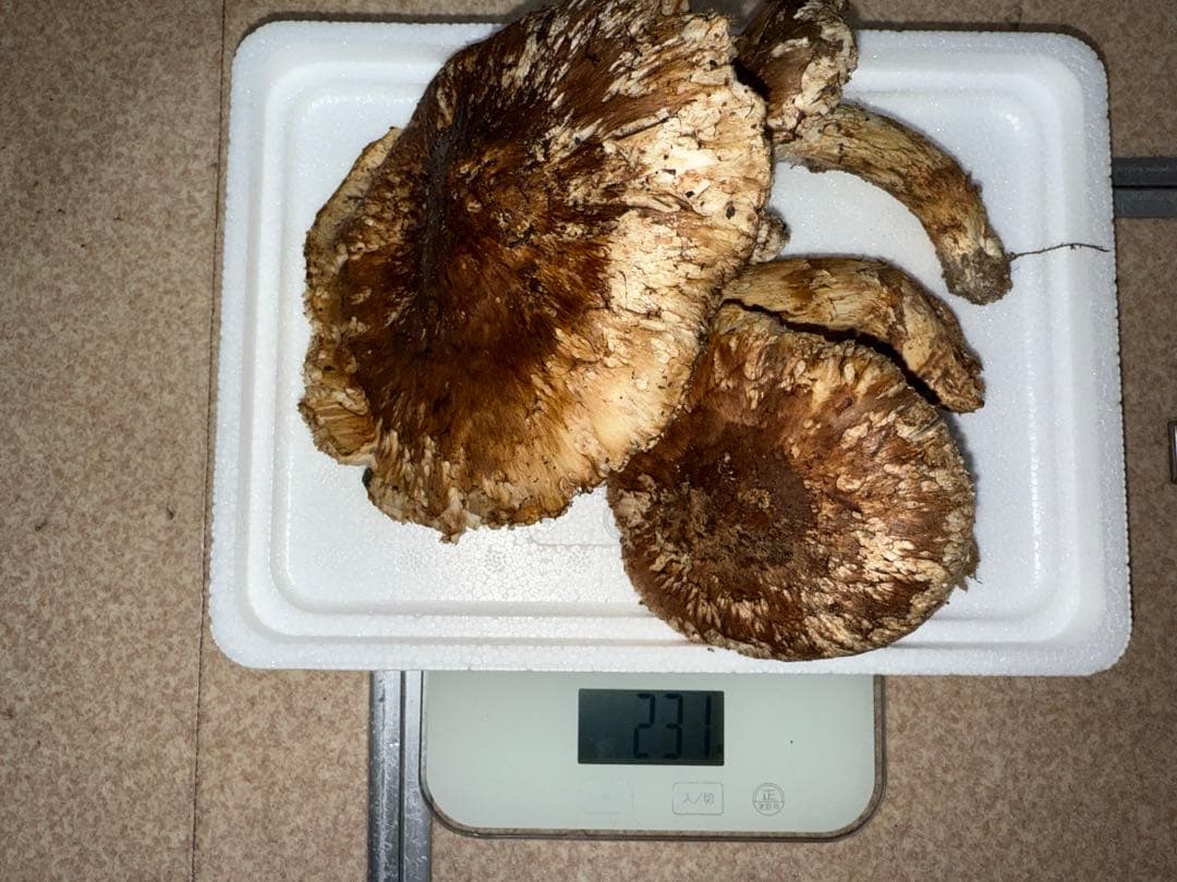 【訳あり商品】広島県産松茸231g＋アカヤマドリ201g
