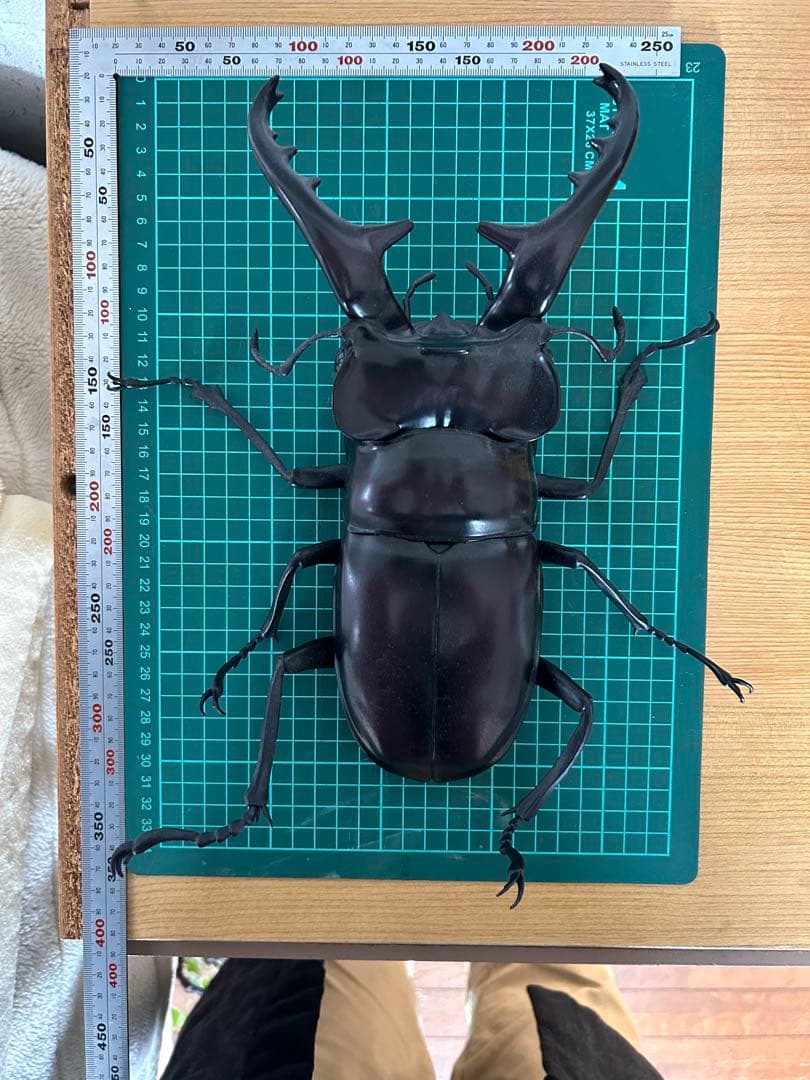 クワガタ虫　　模型