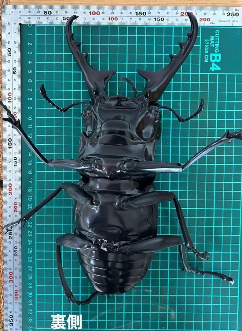 クワガタ虫　　模型
