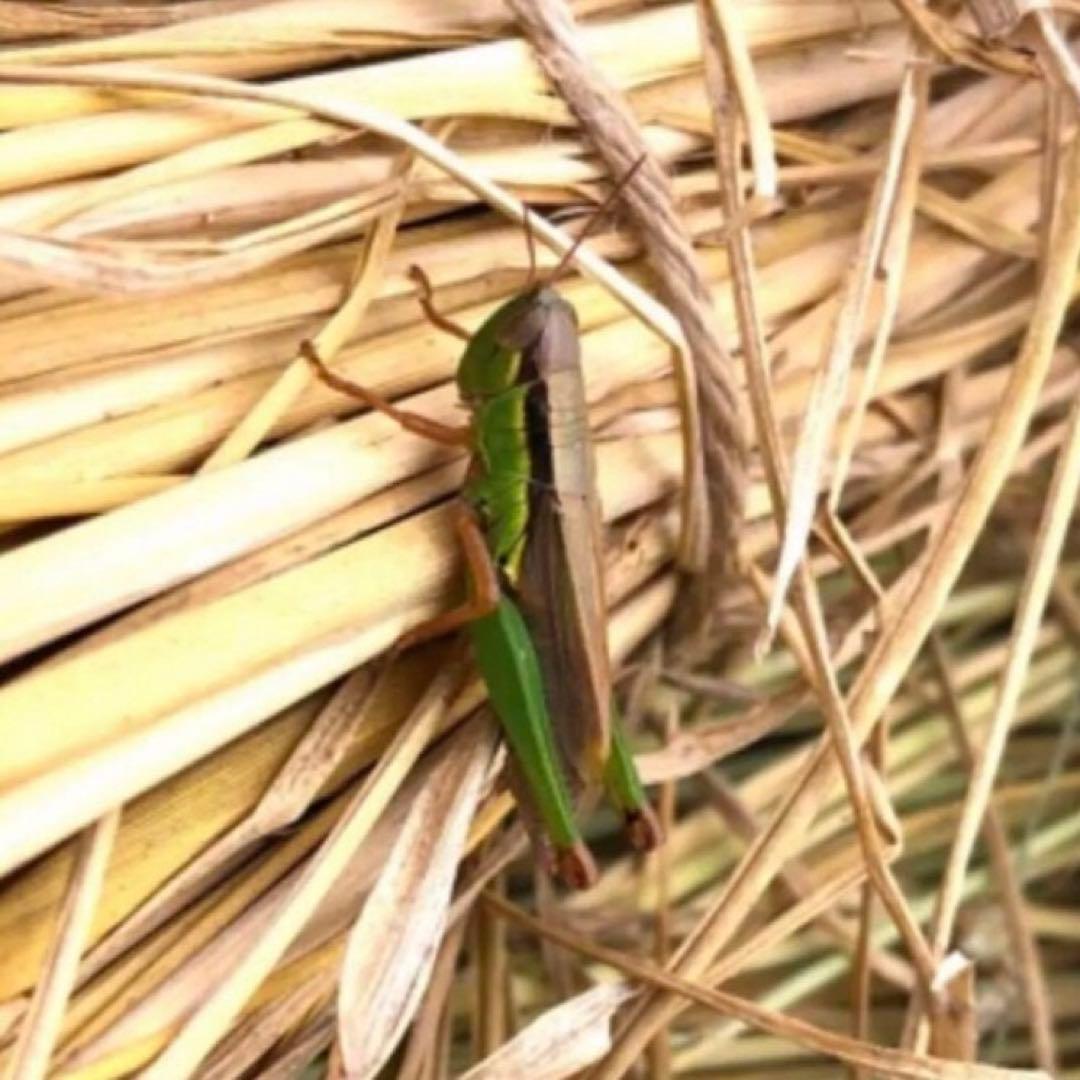 希少！ はざかけ米 農家直送 100% コシヒカリ 20Kg