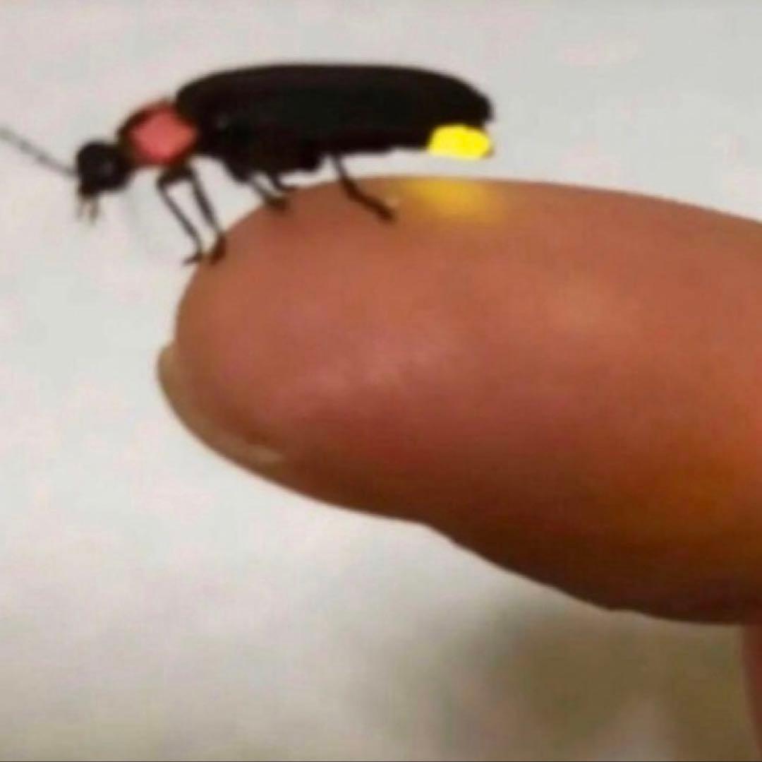 希少！ はざかけ米 農家直送 100% コシヒカリ 20Kg