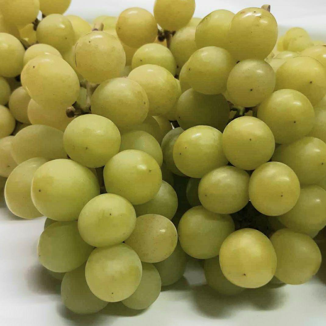 北信州産 シャインマスカット 家庭用