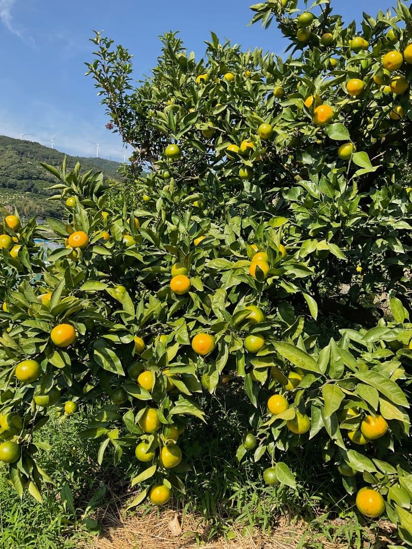※青一番　和歌山県由良町産　ゆら早生　秀品10kg