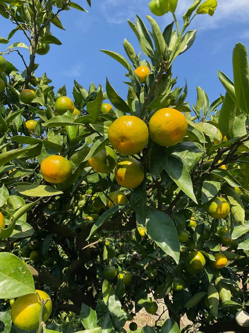 ※青一番　和歌山県由良町産　ゆら早生　秀品10kg