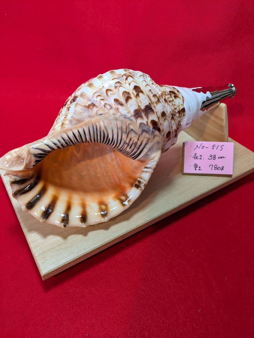 法螺貝ＮＯ−５１Ｓ ホラ貝、和楽器、和太鼓 修験道