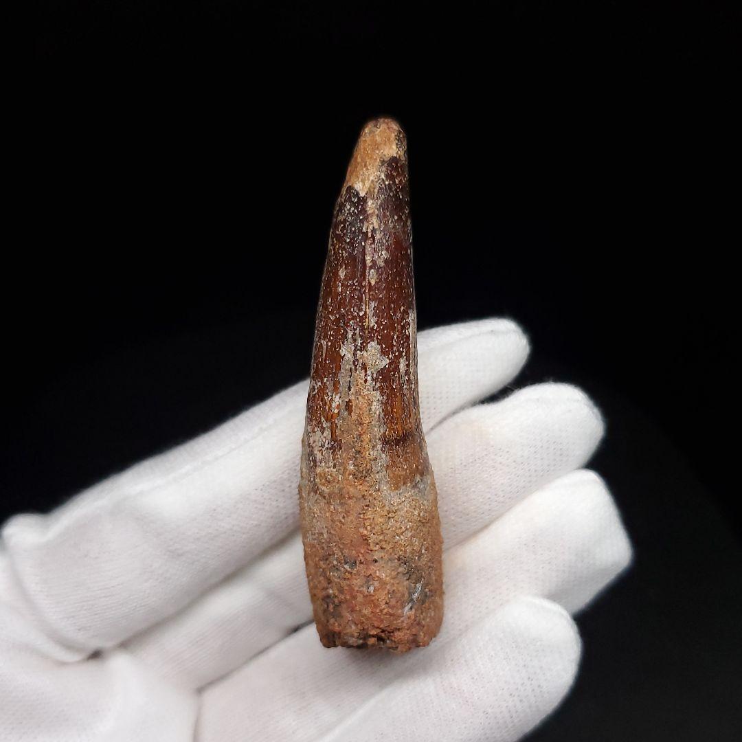 スピノサウルス 本物 モロッコ産 61.64mm  sp476