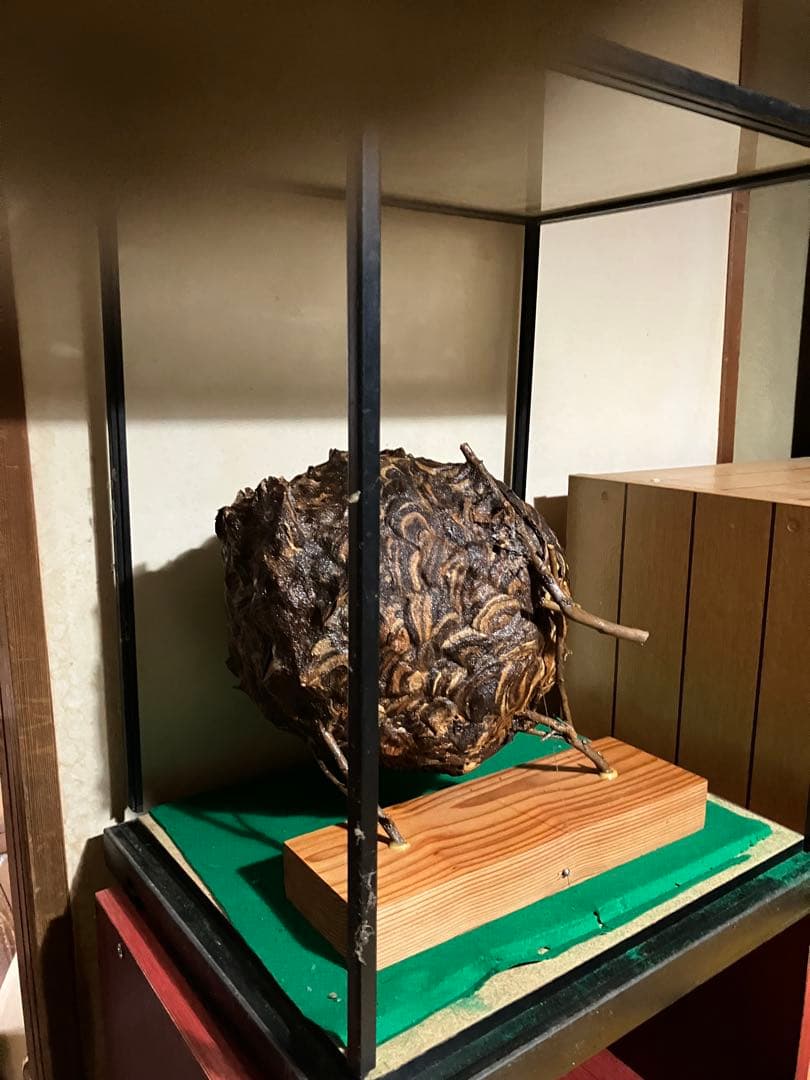 スズメバチの巣　42✖️54 標本