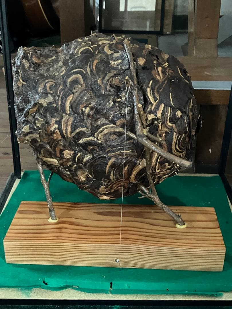 スズメバチの巣　42✖️54 標本