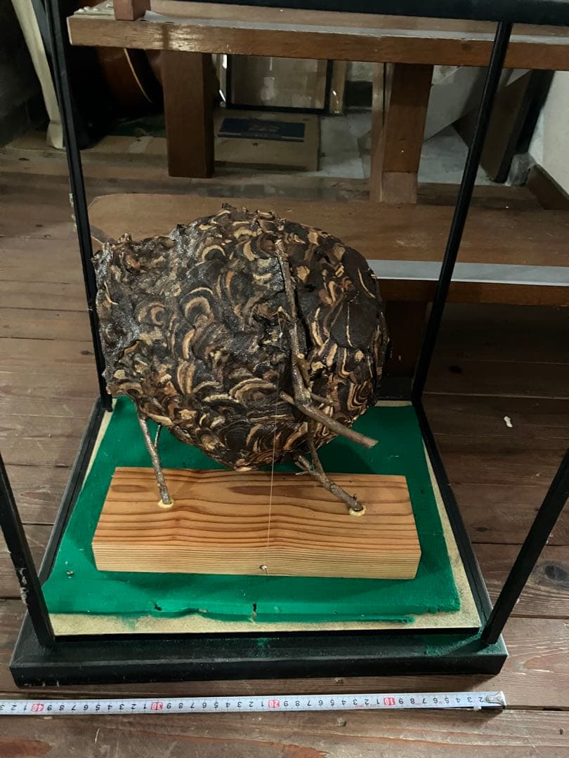 スズメバチの巣　42✖️54 標本