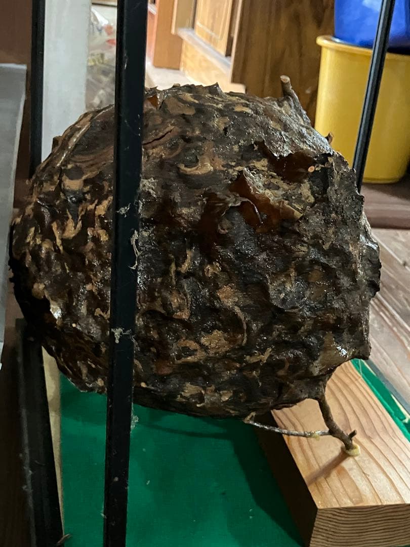 スズメバチの巣　42✖️54 標本