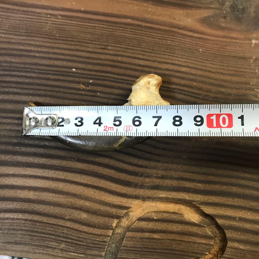 金毛　ヒグマ　巨大　爪　熊の爪