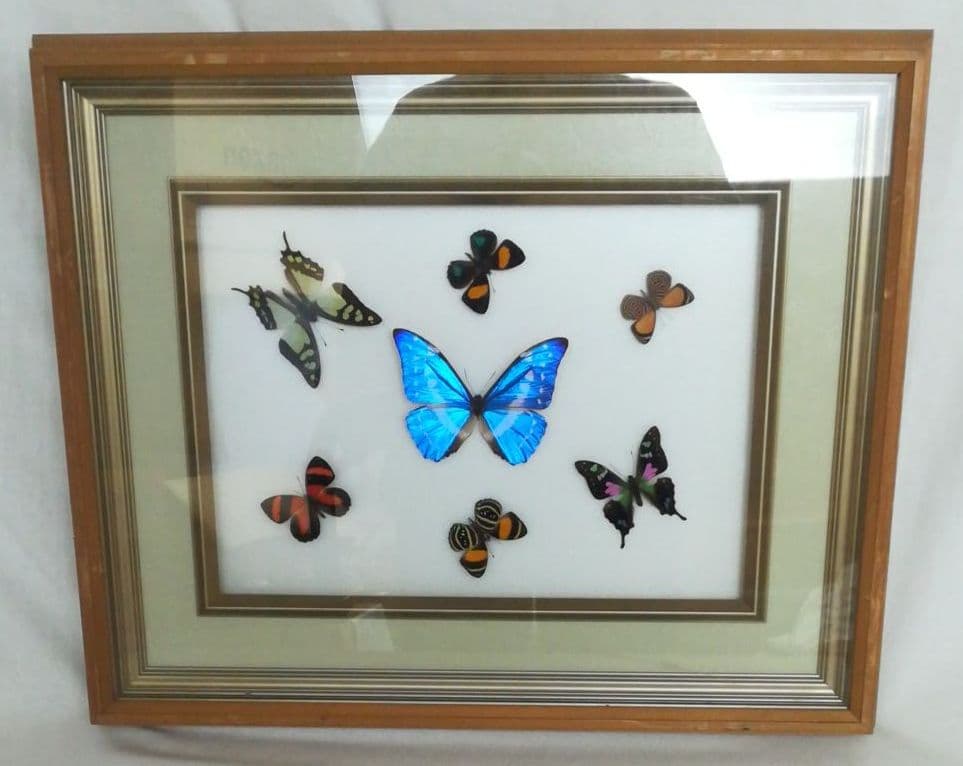 蝶　モルフォ　標本　額装　昆虫