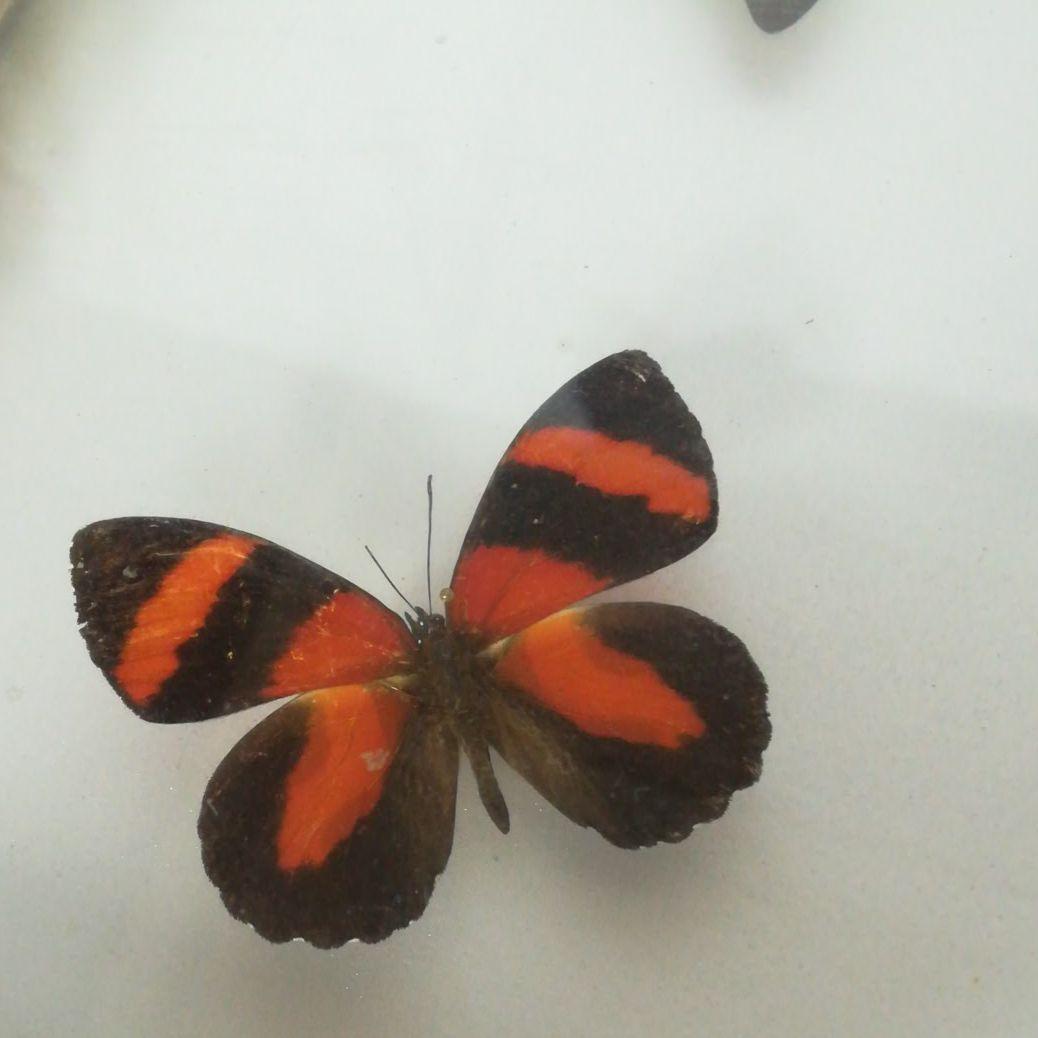 蝶　モルフォ　標本　額装　昆虫